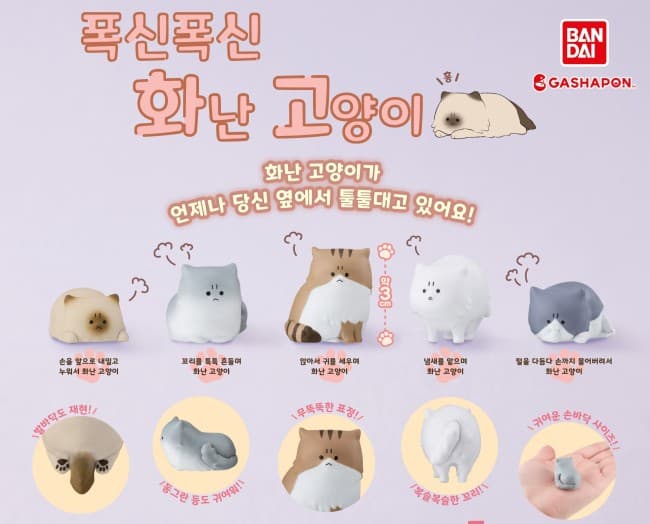 폭신폭신 화난 고양이
