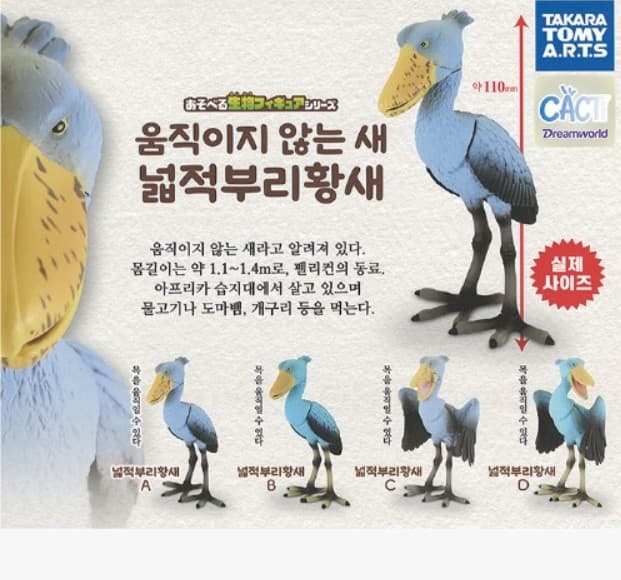 움직이지 않는 새 넓적부리황새